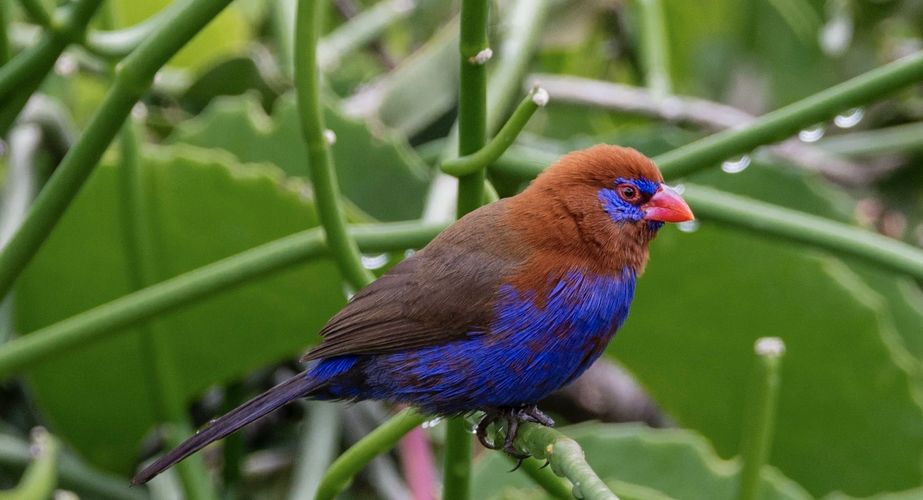 Tanzania wildlife vogels
